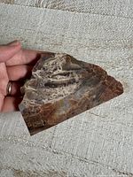 Front view of polished petrified wood slab held in hand, shows overall size and shape