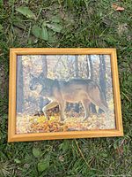 Framed wolf photograph laying on grass
