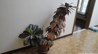 Full view of tall croton in pot against wall