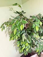 Upper foliage of artificial tree showing leaf style
