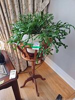 Overall view of plant in pot on wooden stand
