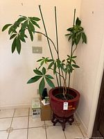 Money tree in ceramic pot on wooden stand with stakes