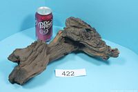 Full view of petrified wood with soda can for scale