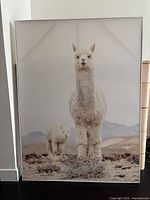 full view of framed alpaca canvas print leaning against wall