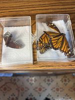 Two separate plastic cases holding preserved butterflies on wooden surface