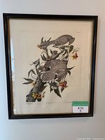 Frontal view of framed Audubon Blue Jay lithograph