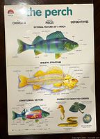 Front side of laminated poster showing color illustrations of perch anatomy