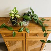 Crimson Princess, green Hoya carnosa vine and Cebu Blue cutting grouped on cabinet