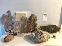 Group shot showing all six specimens on shelf