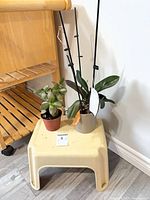 Both potted plants on top of plastic step stool