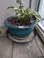 Full view of teal ceramic planter with hosta, saucer beneath and solar light visible