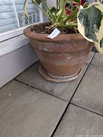 Large terracotta planter with saucer and hosta, viewed beside window