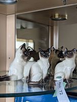 Three Beswick Siamese cat figurines on glass shelf
