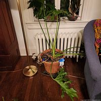 Full view of potted philodendron next to window and radiator