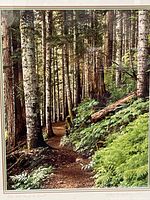 close view of the photograph showing forest path and detail
