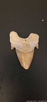Front view of fossil shark tooth