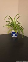 Full view of spider plant in blue and white pot