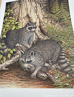 Overall view of lithograph showing raccoons image