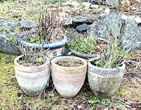 Five ceramic planters outdoors with soil and plant remains