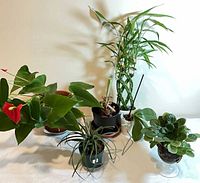 Group shot of all six potted plants on table