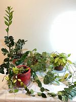 Group view of four potted houseplants showing overall condition and container types