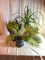 Overview of three potted plants on table