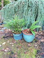 Two turquoise ceramic pots outdoors under tree
