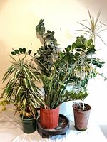 Group shot of three potted houseplants showing relative sizes and pots