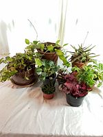 Group view of eight potted plants on table