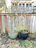 Both ceramic planters side by side against fence