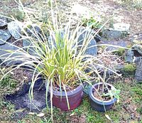 Large and small ceramic pots with plants outdoors