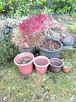 Group of six plastic pots with plants and soil