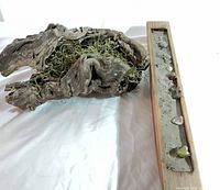 wood burl with air plant and wooden sand tray showing interior contents