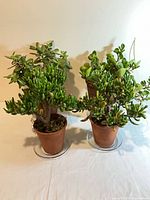 Two potted succulents side by side