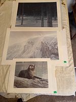 Three unframed Bateman prints laid out on table