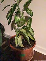 Full view of potted Dieffenbachia showing pot and some wilting lower leaves