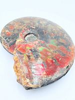 Front view of polished opalized ammonite fossil showing spiral form and iridescent coloration