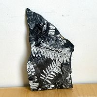 Full view of irregular black shale slab showing multiple white fern frond impressions