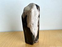 Full view of polished petrified wood standing upright