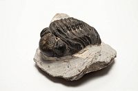 Oblique view of trilobite fossil on matrix
