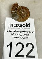 Front view of polished ammonite fossil on lot card