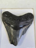 Front view of fossil tooth on board