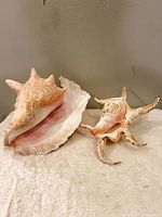 Overview of both conch shells on towel