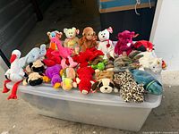 Group shot of all Beanie Babies on plastic bin lid