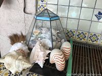 Photo showing glass vessel filled with smaller sea shells, plus several large shells placed outside the vessel.