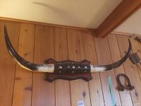 Mounted longhorn horns on wood panel wall, showing full width and curved shape.
