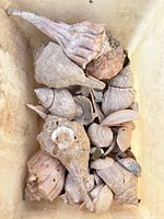 Bin of assorted small to medium shells with natural wear
