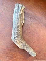 Side view of entire deer antler showing texture and curvature