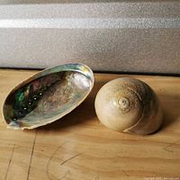 abalone shell half and snail shell side by side