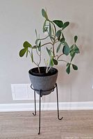 Full view of plant in pot on stand against wall